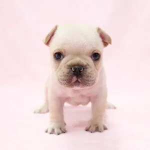 Pet Friendly
Rental properties where you can live with your pet