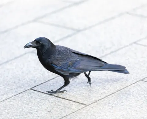 カラスによる被害と対策について｜東京での生活メイン画像