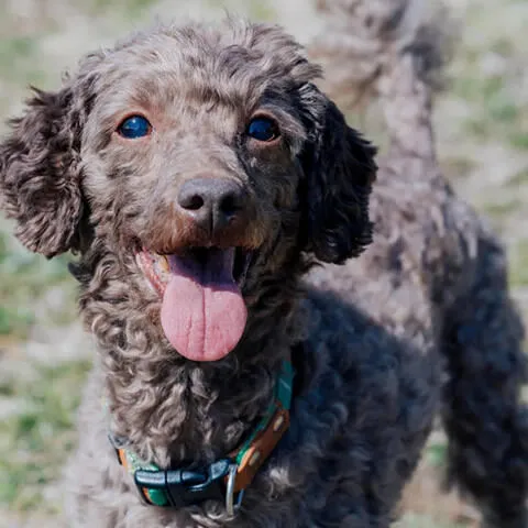 犬と散歩ができる公園の見つけ方 | 外国人向け東京生活ガイドメイン画像