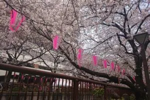 Tokyo Area Guide / NAKAMEGURO, Meguroメイン画像