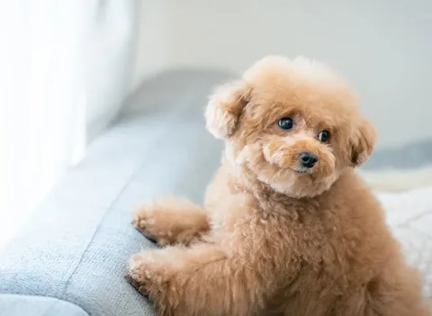 Main image of Living with pets in Japan: Things to know about owning a pet